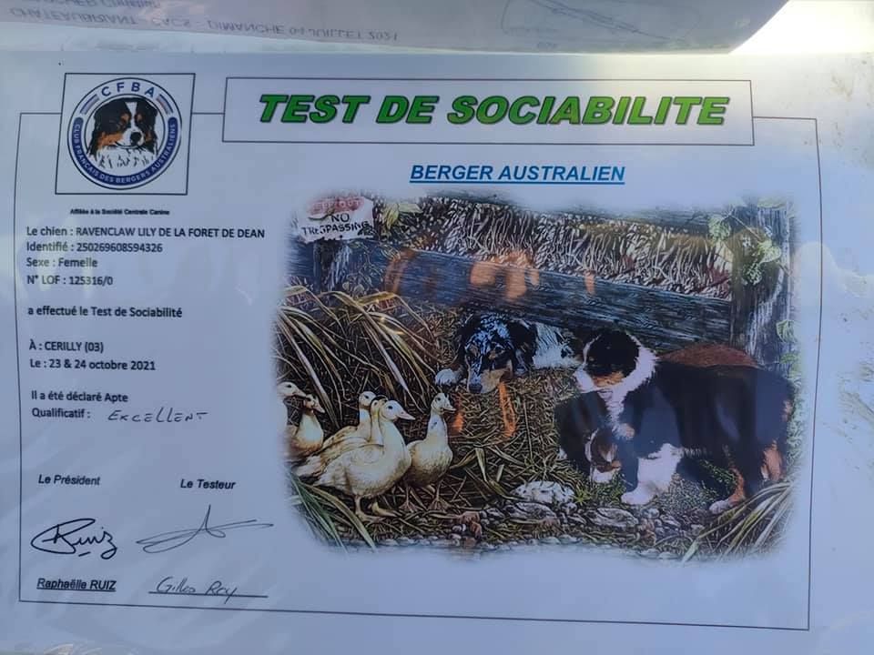 De La Forêt De Dean - R'mione obtient son test de sociabilité excellent