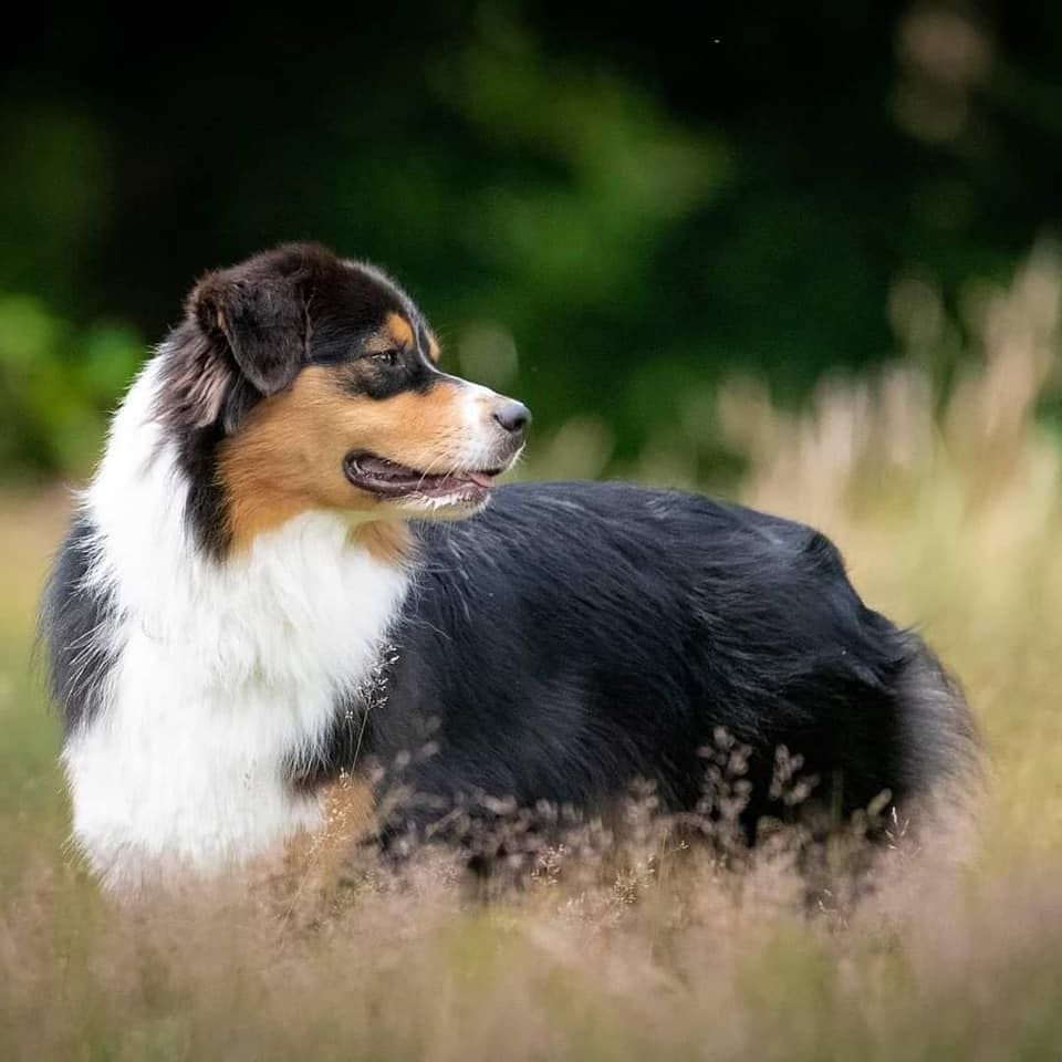 Ravenclaw lily De La Forêt De Dean