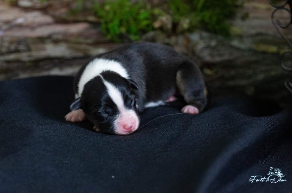 chiot Berger Australien De La Forêt De Dean