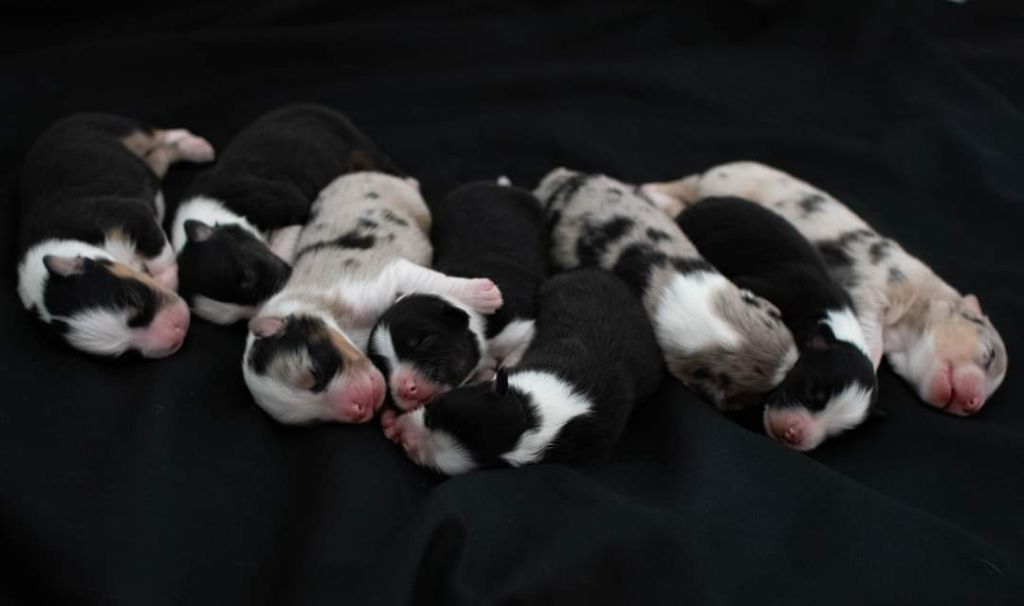 chiot Berger Australien De La Forêt De Dean