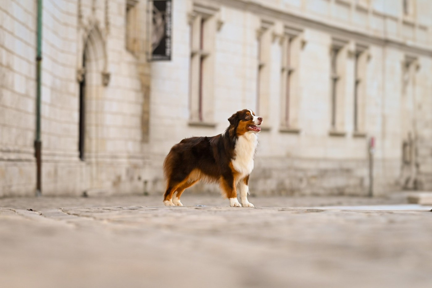 A star is born du chemin de la belle etoile