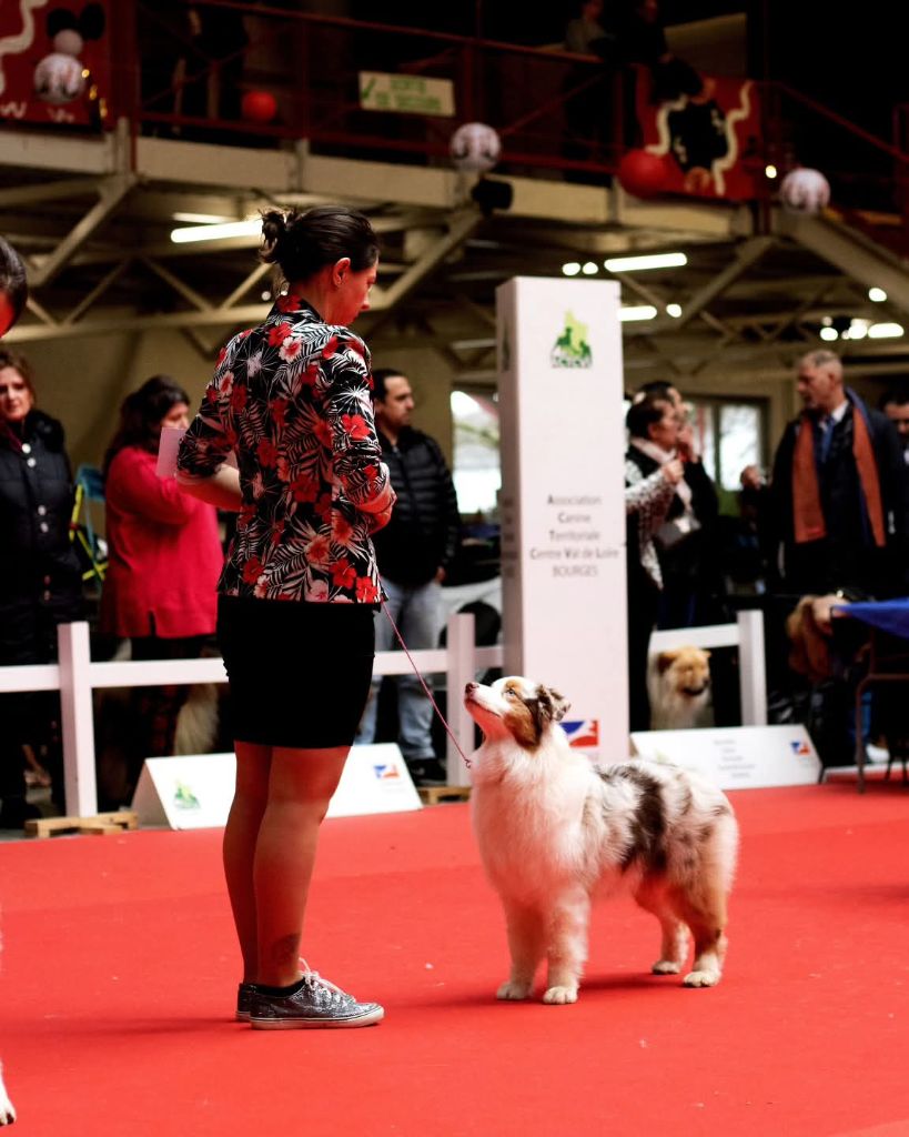 Vla les paillettes ds ta-vie De L'Aussie Happy