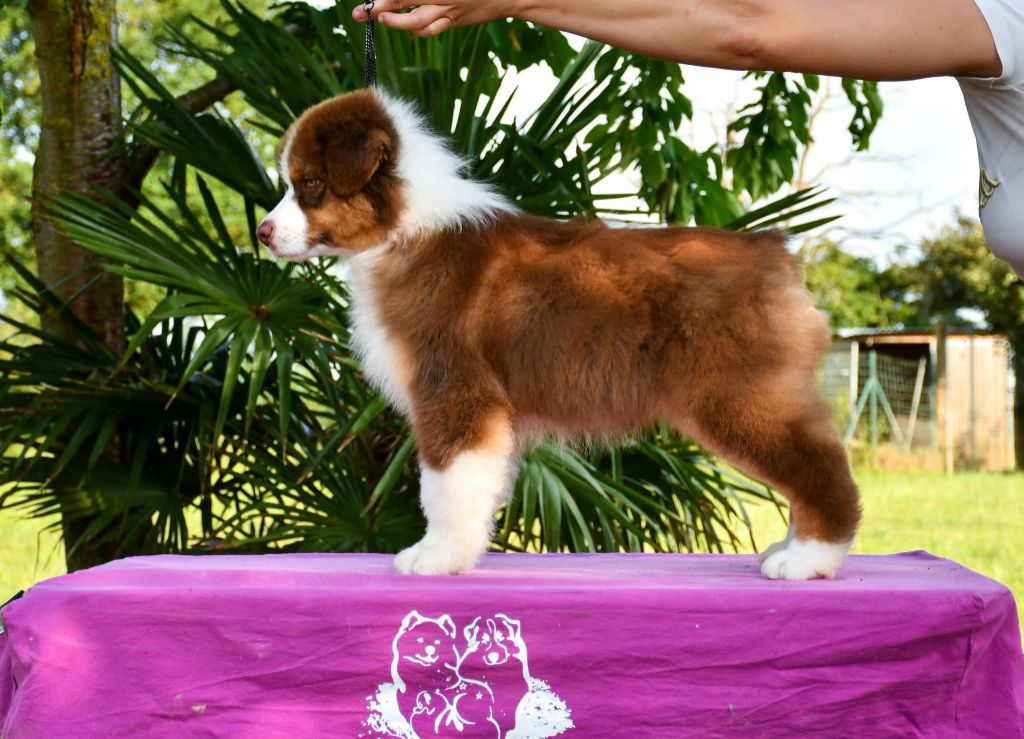 A star is born du chemin de la belle etoile