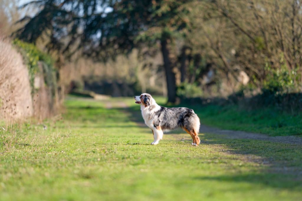 Twilight story isabella De La Forêt De Dean