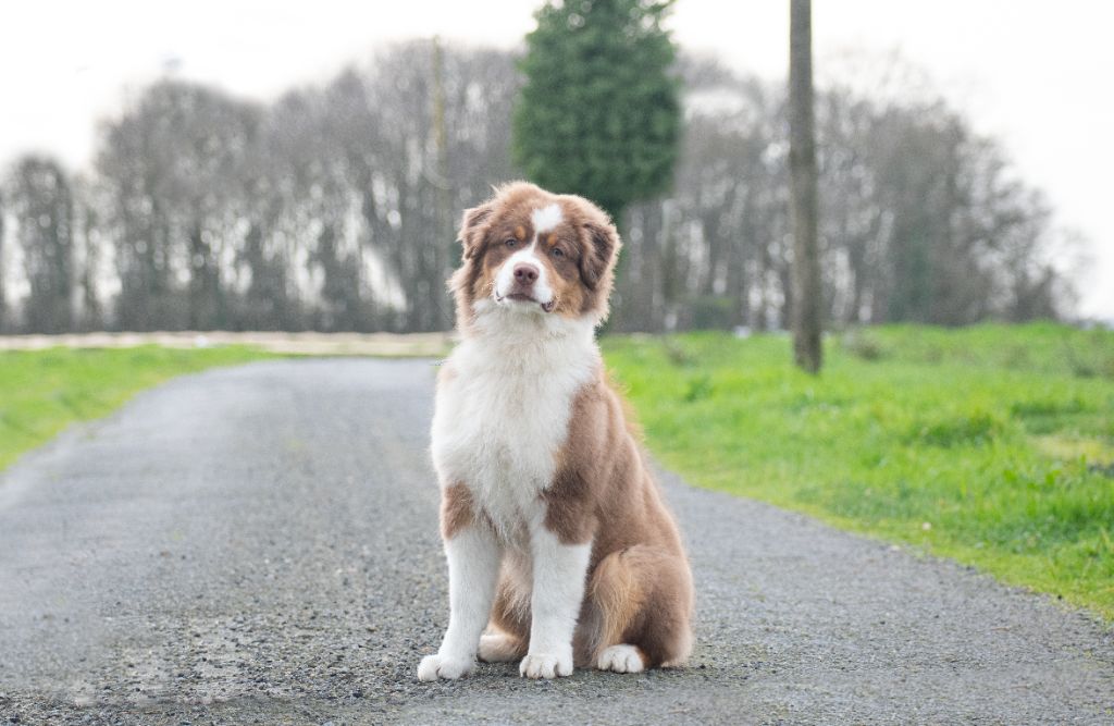 De La Forêt De Dean - Chiot disponible