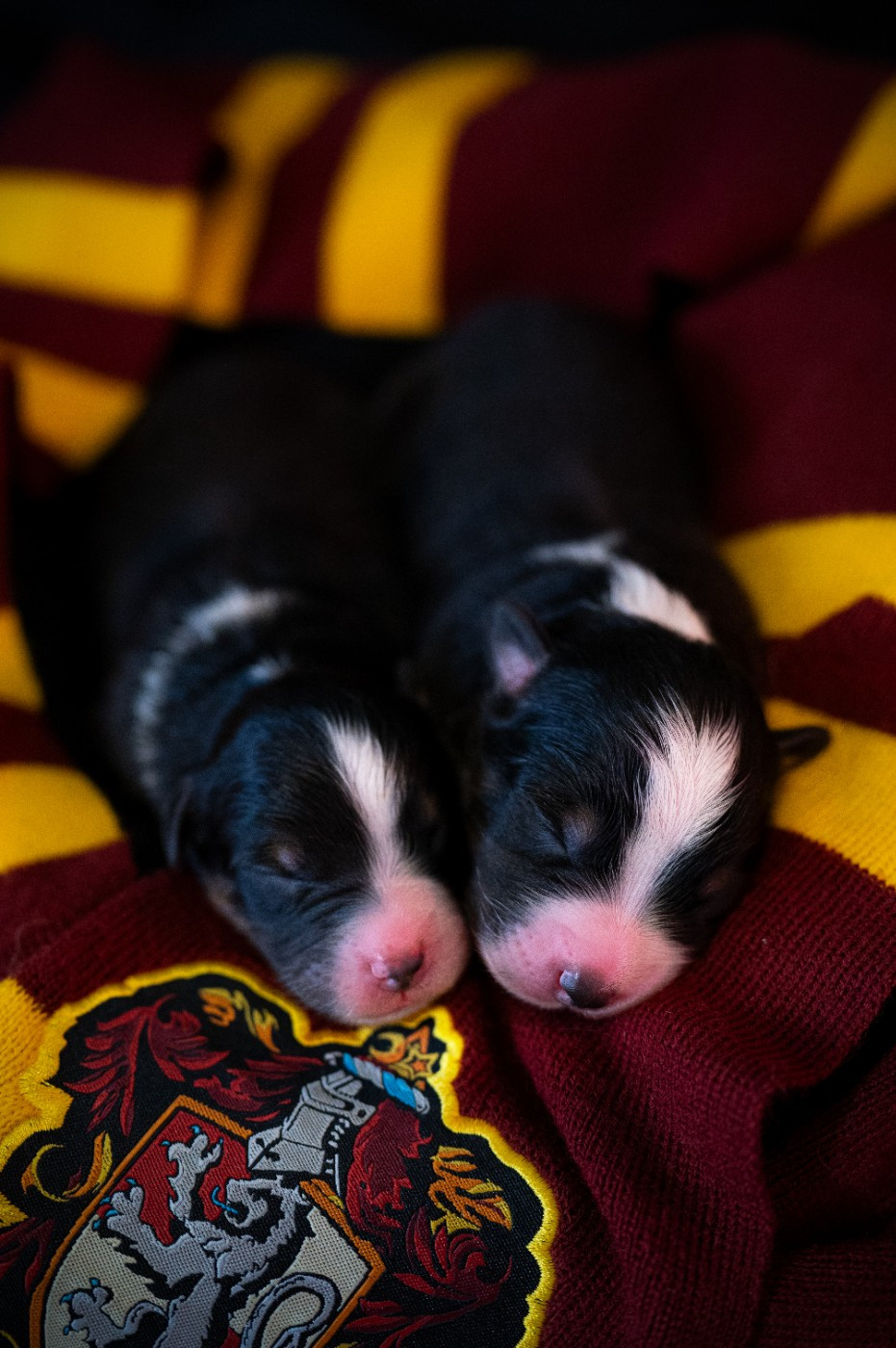 De La Forêt De Dean - Berger Australien - Portée née le 13/12/2025