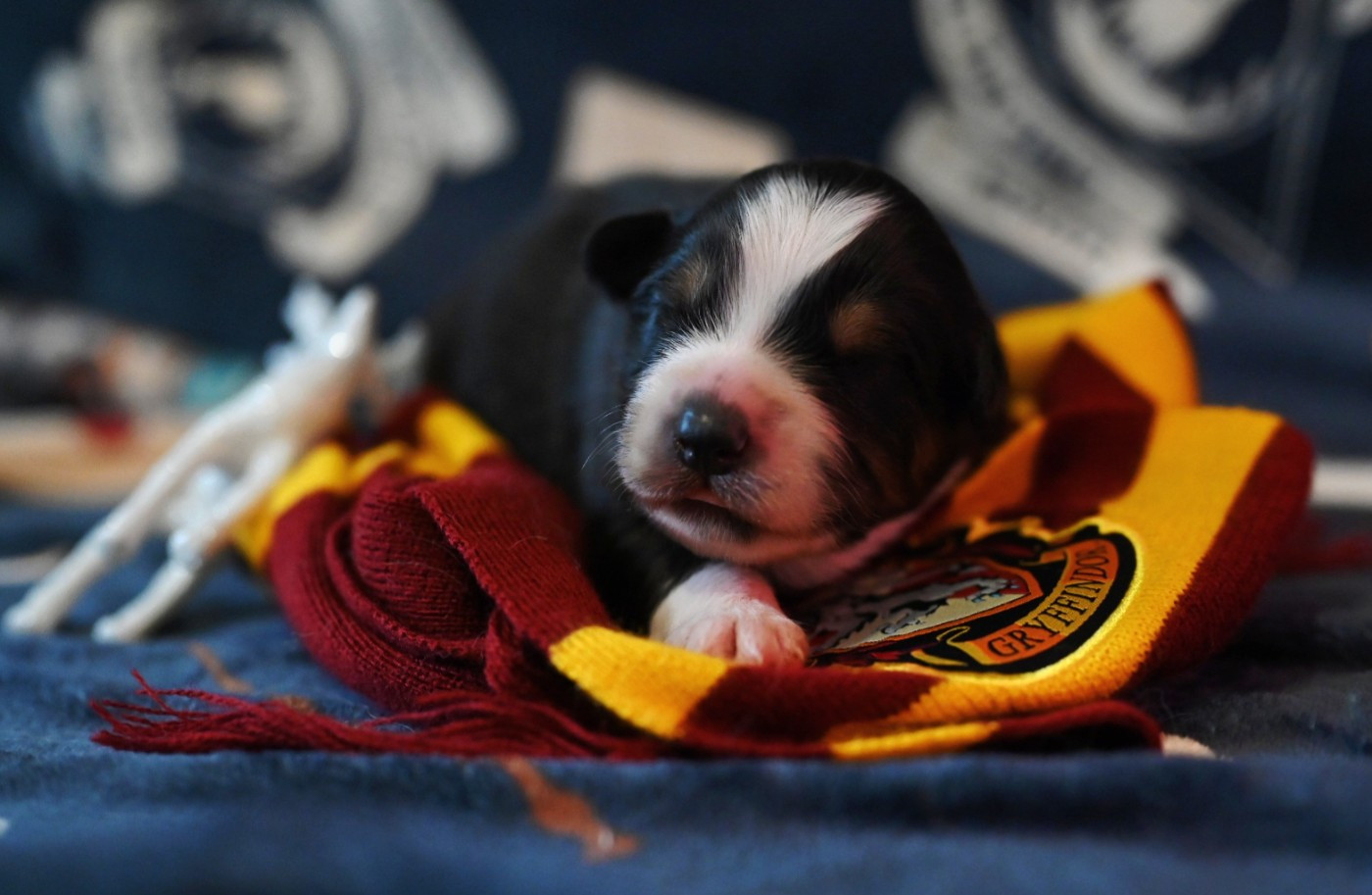 De La Forêt De Dean - Chiots disponibles - Berger Australien