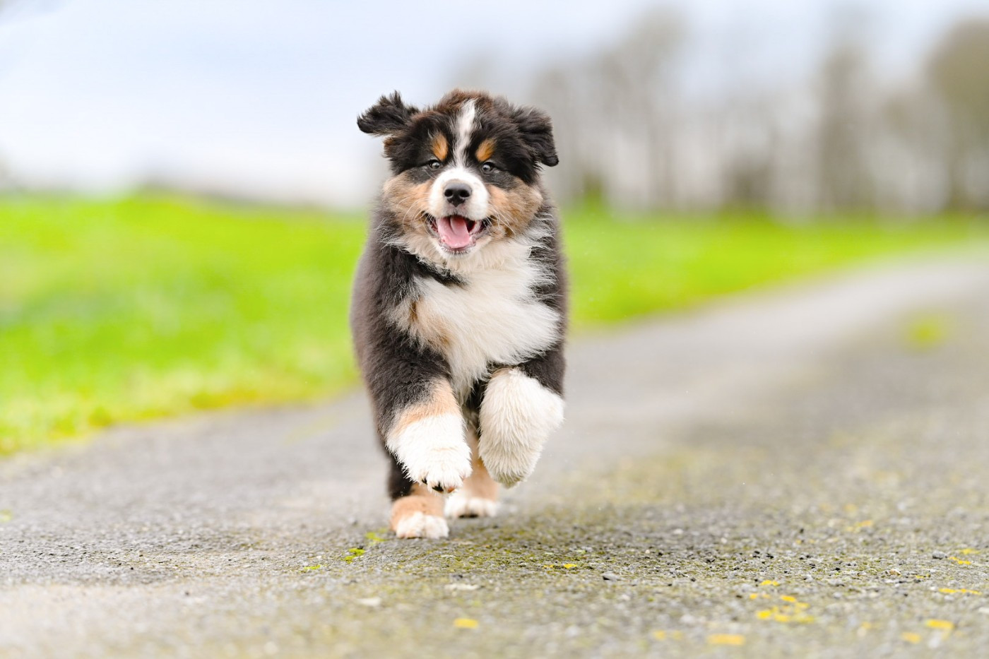 De La Forêt De Dean - Chiots disponibles - Berger Australien